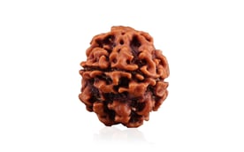 Natural 1 Mukhi Rudraksha (Nepali) 