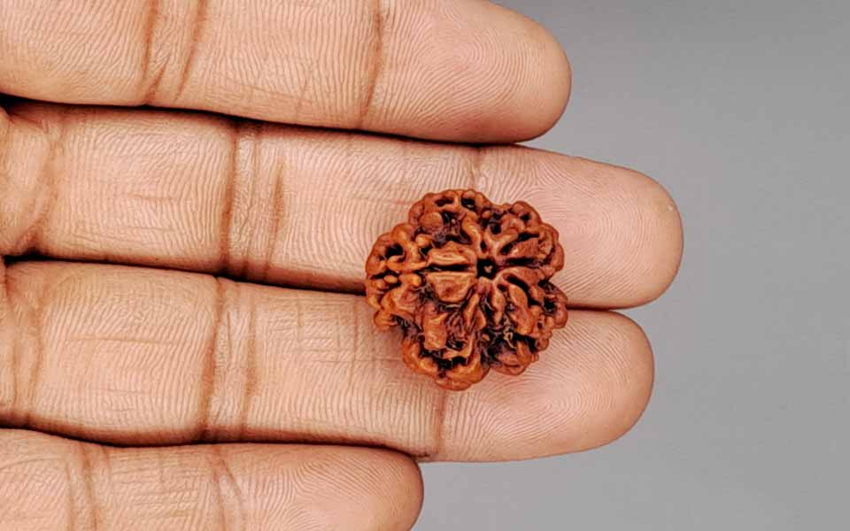 Natural 1 Mukhi Rudraksha (Nepali) 