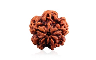 Natural 1 Mukhi Rudraksha (Nepali) 