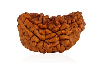 Natural 1 Mukhi Rudraksha