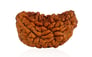 Natural 1 Mukhi Rudraksha