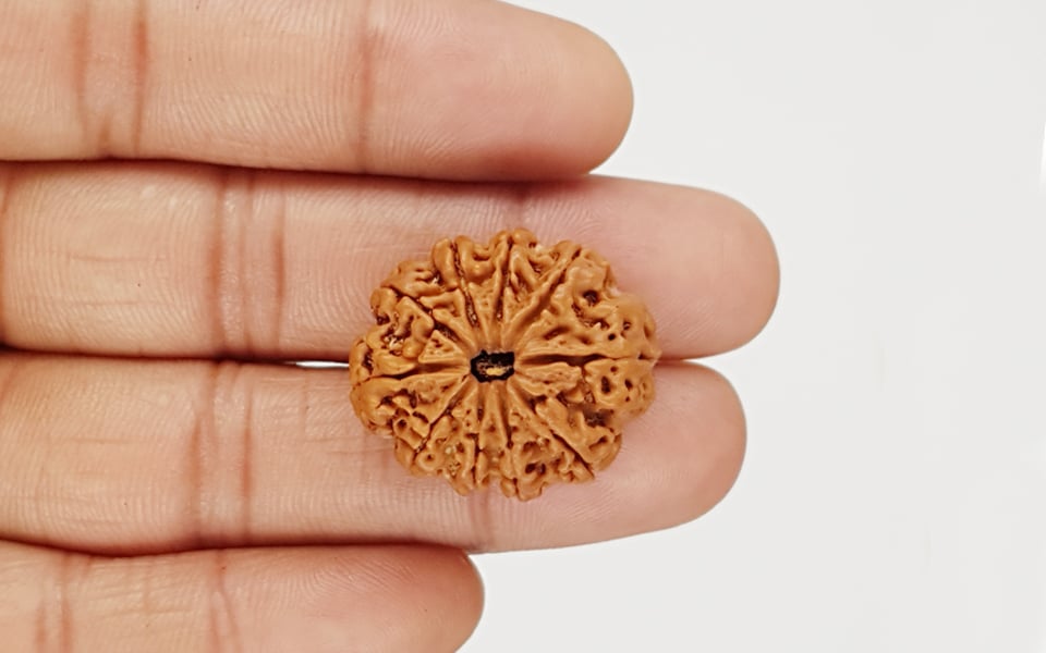 Natural 10 Mukhi Nepali Rudraksha