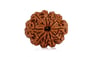 Natural 10 Mukhi Nepali Rudraksha