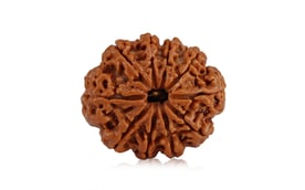 Natural 10 Mukhi Nepali Rudraksha