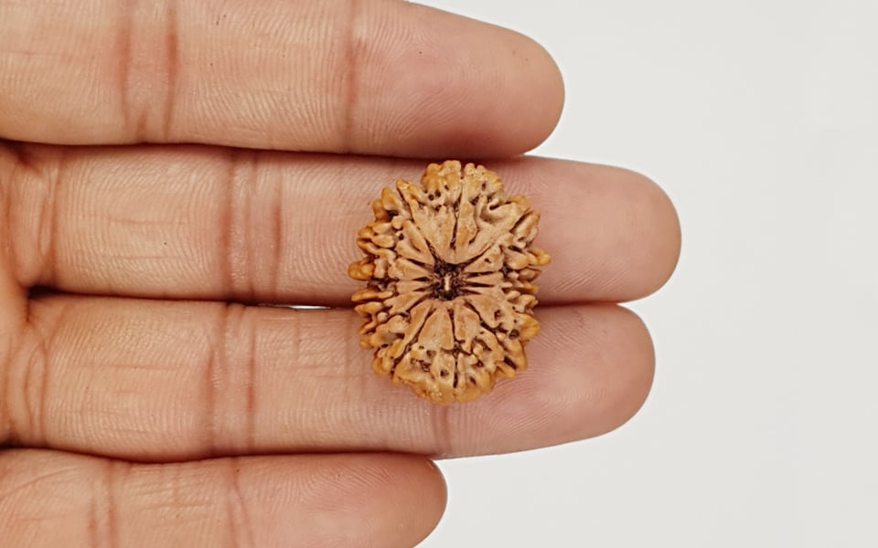 Natural 13 Mukhi Nepali Rudraksha