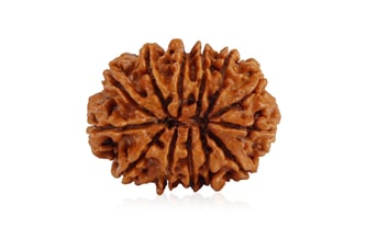 Natural 13 Mukhi Nepali Rudraksha