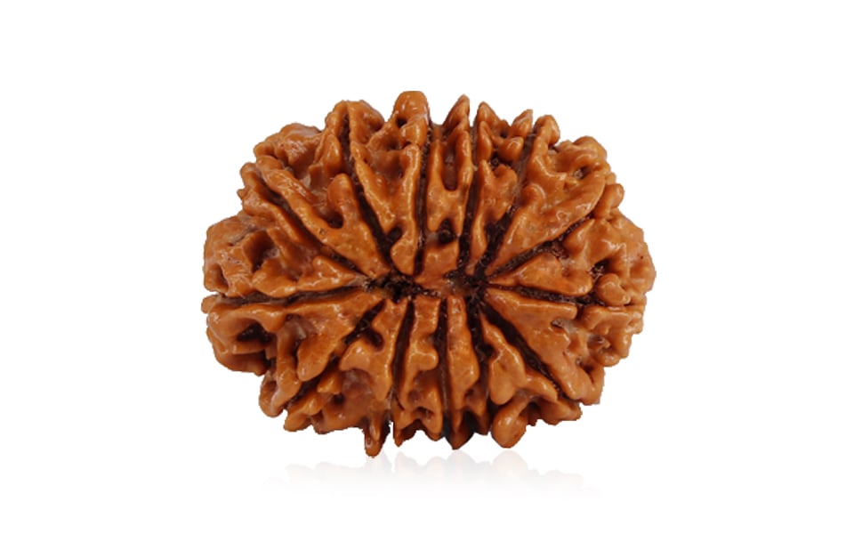 Natural 13 Mukhi Nepali Rudraksha