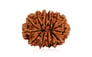Natural 13 Mukhi Nepali Rudraksha