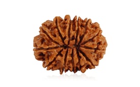 Natural 13 Mukhi Nepali Rudraksha