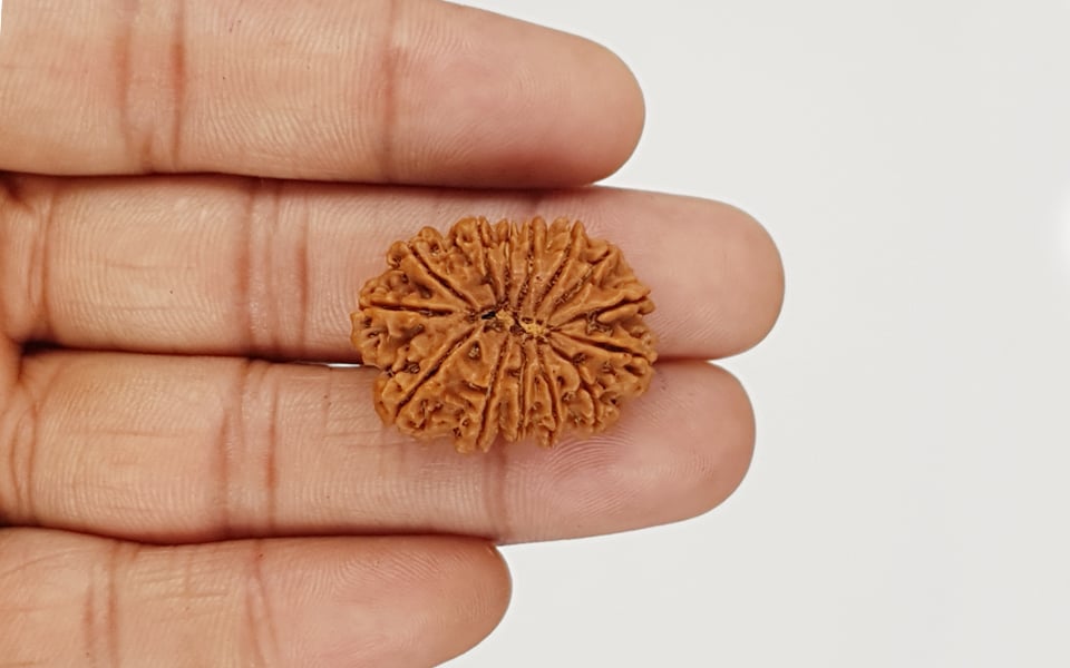 Natural 14 Mukhi Nepali Rudraksha