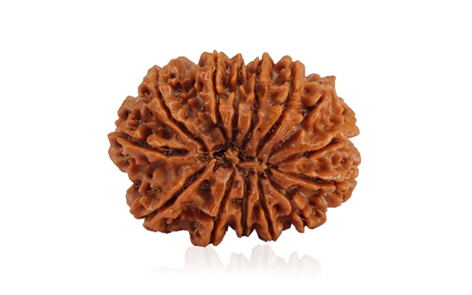Natural 14 Mukhi Nepali Rudraksha