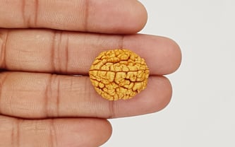 Natural 2 Mukhi Rudraksha