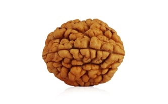 Natural 2 Mukhi Rudraksha