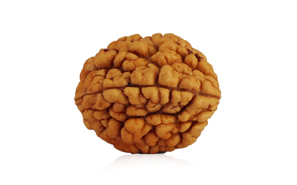 Natural 2 Mukhi Rudraksha