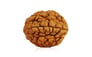 Natural 2 Mukhi Rudraksha