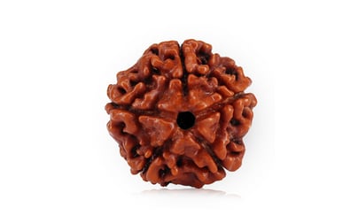 Natural 5 Mukhi Nepali Rudraksha