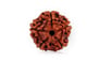 Natural 5 Mukhi Nepali Rudraksha