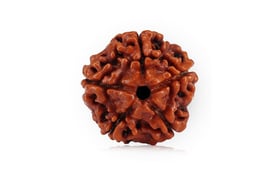 Natural 5 Mukhi Nepali Rudraksha