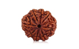 Natural 8 Mukhi Nepali Rudraksha