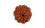 Natural 9 Mukhi Nepali Rudraksha