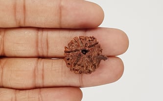 Natural Nepali Ganesha Rudraksha