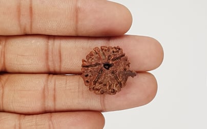 Natural Nepali Ganesha Rudraksha