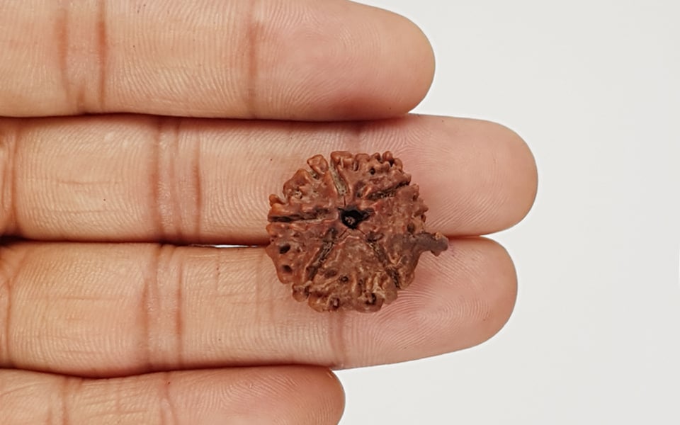 Natural Nepali Ganesha Rudraksha