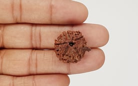 Natural Nepali Ganesha Rudraksha