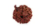 Natural Nepali Ganesha Rudraksha