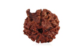 Natural Nepali Ganesha Rudraksha