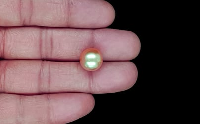 South Sea Pearl - 11.58 Carat Prime Quality SSP-8888