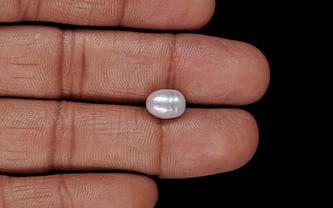 Venezuela Pearl - 3.25 Carat Limited Quality SSP-8948