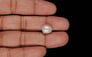 Venezuela Pearl - 6.10 Carat Limited Quality SSP-8992