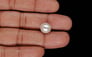 Venezuela Pearl - 7.84 Carat Limited Quality SSP-9049