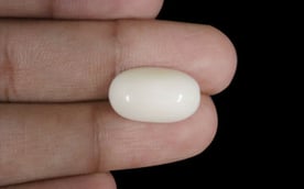  White Coral - WC 7575 (Origin-Italian) Prime - Quality