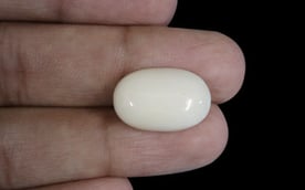  White Coral - WC 7578 (Origin-Italian) Prime - Quality